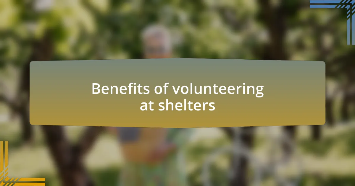 Benefits of volunteering at shelters